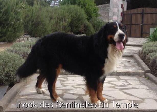 Inook des sentinelles du Temple