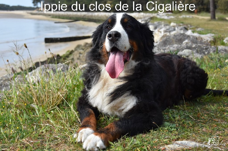 Ippie du clos de la Cigalière