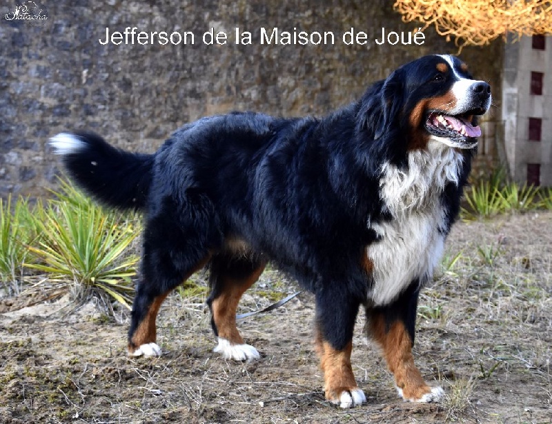 Jefferson de la Maison de Joué