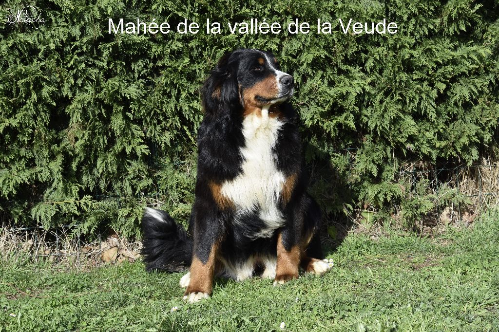 Mahée de la vallée de la Veude