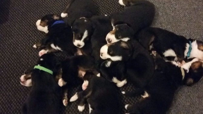 Des Gardiens d'Oleron - les chiots de Inka aime se regrouper