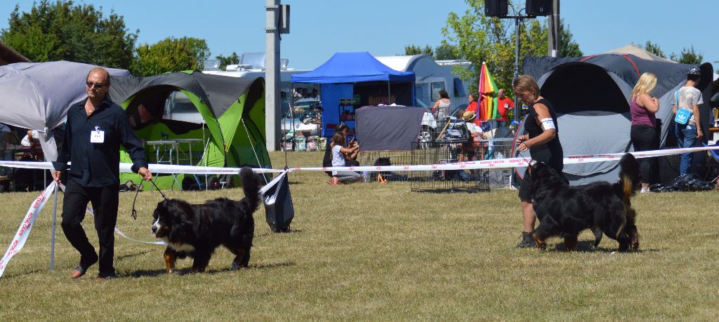 Des Gardiens d'Oleron - Photos expo Canine saint jean 07/08 Grant...