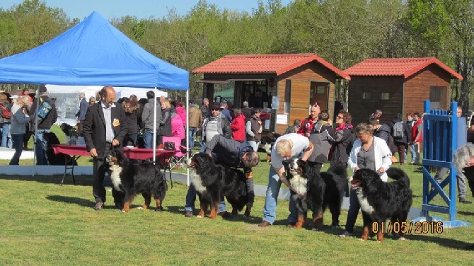 Des Gardiens d'Oleron - Nationale d'élevage 2016 Grant et Inook récompensés