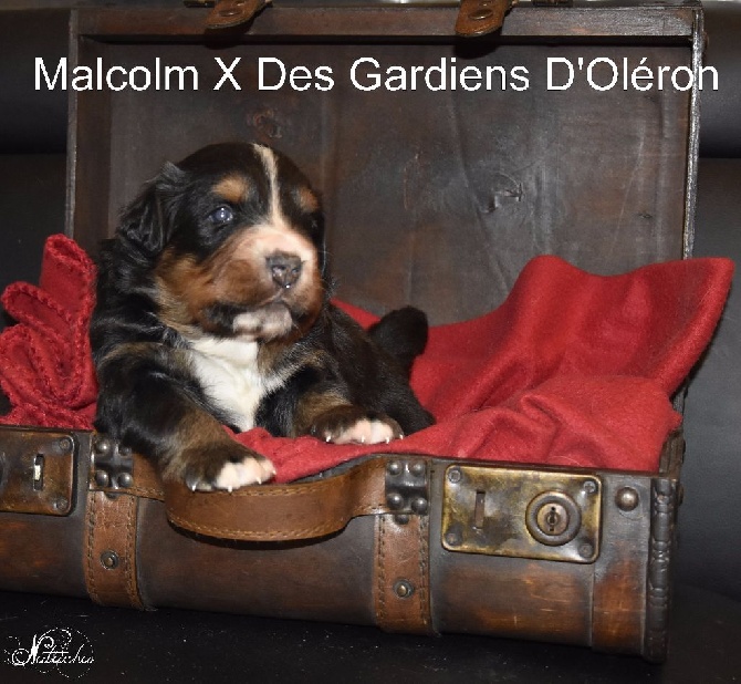 Des Gardiens d'Oleron - 29 jours et 3.9 kg !!!!