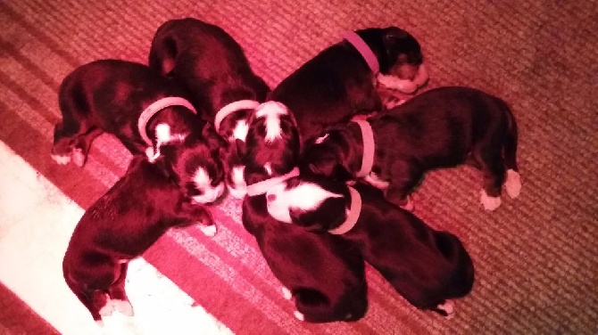 Des Gardiens d'Oleron - Les Chiots de INKA et GRANT sont là