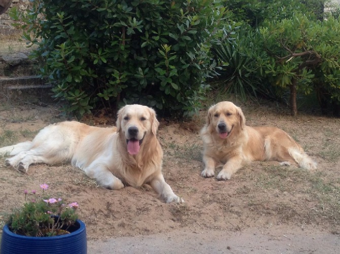 Des Gardiens d'Oleron - CHIEN VISITEUR