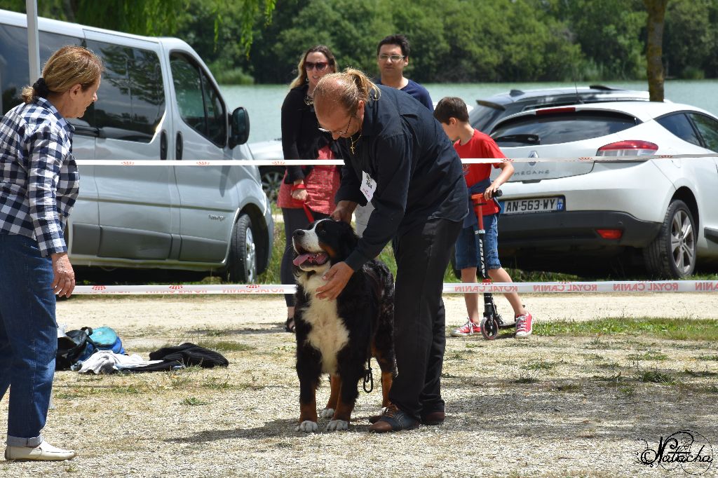 Des Gardiens d'Oleron - Résultats Expo CAC aigrefeuille D'Aunis 19/06 