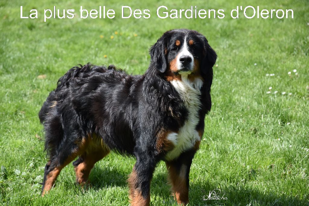 Des Gardiens d'Oleron - Séance photos pour nos chiens avec photographe Natacha