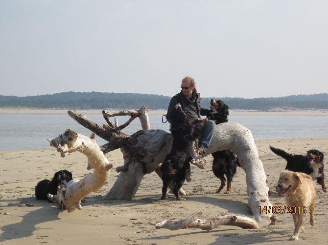 Des Gardiens d'Oleron - Pour le printemps ..Les chiots sont choux à 5 kg !!! et 47 jours