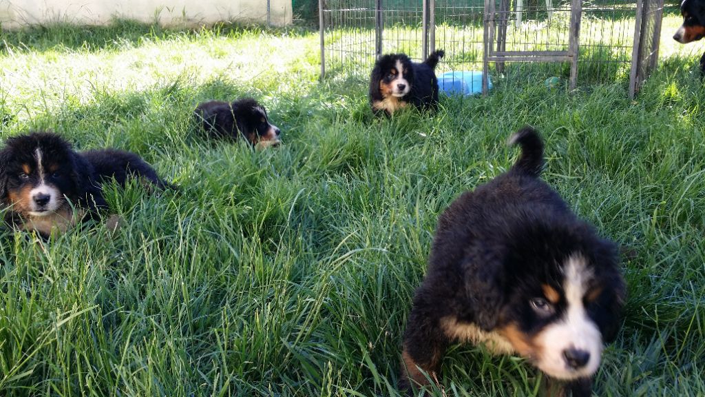 Des Gardiens d'Oleron - Les bébés de Belle et Lunik vont bientôt rejoindre leur famille