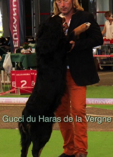 Gucci du Haras de la Vergne