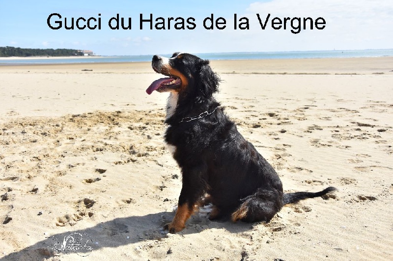 Gucci du Haras de la Vergne