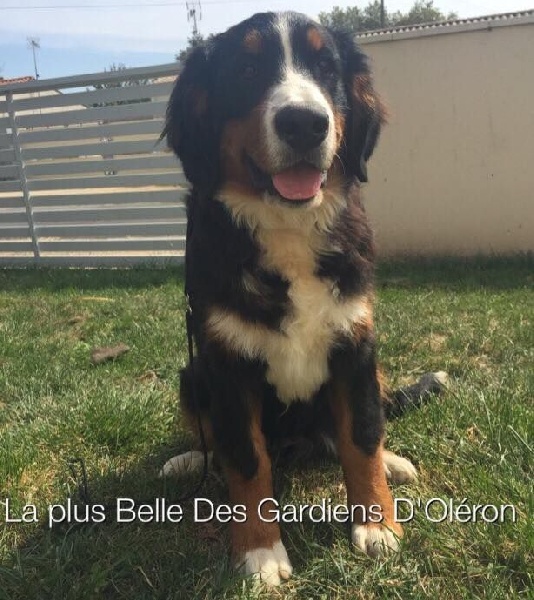 La plus belle Des Gardiens d'Oleron