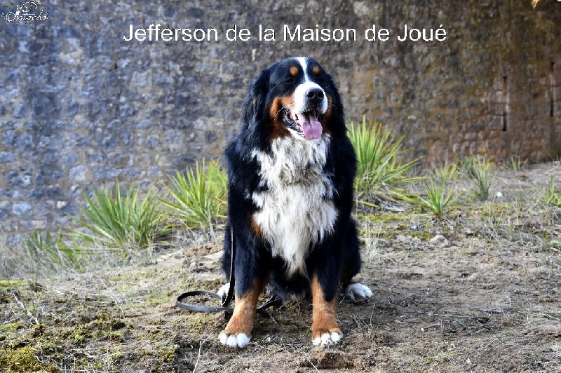 Jefferson de la Maison de Joué