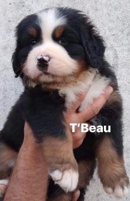 T'BEAU