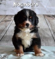 NOUNOURS