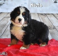 NIELS