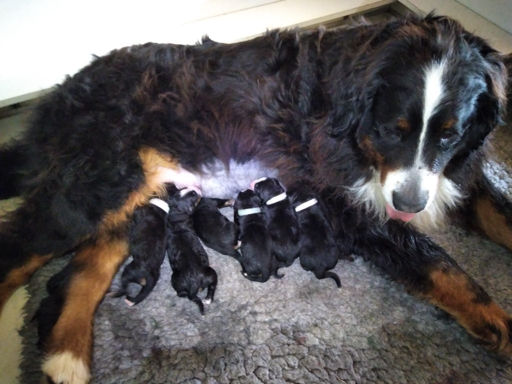 chiot Bouvier Bernois Des Gardiens d'Oleron