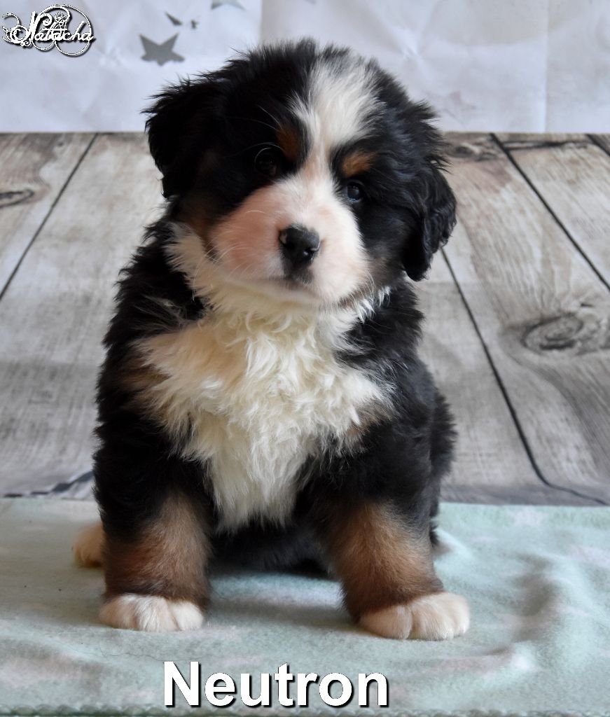 Des Gardiens d'Oleron - Bouvier Bernois - Portée née le 27/11/2017