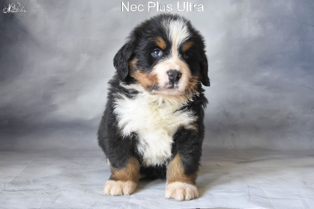 Des Gardiens d'Oleron - Bouvier Bernois - Portée née le 27/01/2017