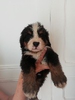 CHIOT