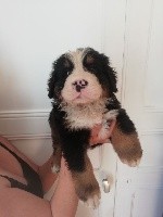 CHIOT