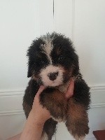 CHIOT